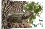 Iguana by Anonymous