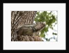 Iguana by Anonymous