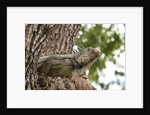 Iguana by Anonymous