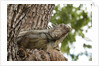 Iguana by Anonymous