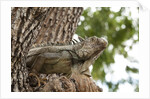Iguana by Anonymous