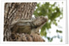Iguana by Anonymous