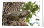 Iguana by Anonymous