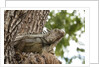 Iguana by Anonymous