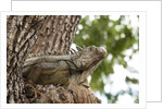 Iguana by Anonymous