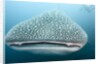 Whale shark by Anonymous