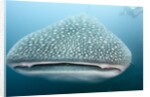 Whale shark by Anonymous