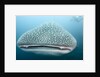 Whale shark by Anonymous