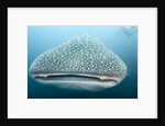 Whale shark by Anonymous