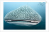 Whale shark by Anonymous