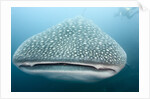 Whale shark by Anonymous