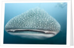 Whale shark by Anonymous