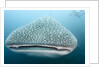 Whale shark by Anonymous