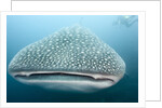 Whale shark by Anonymous