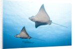 Spotted eagle rays by Anonymous