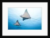 Spotted eagle rays by Anonymous