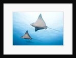 Spotted eagle rays by Anonymous