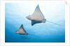 Spotted eagle rays by Anonymous