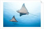 Spotted eagle rays by Anonymous