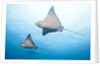 Spotted eagle rays by Anonymous