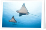 Spotted eagle rays by Anonymous