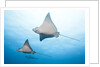 Spotted eagle rays by Anonymous