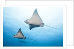 Spotted eagle rays by Anonymous