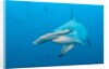 Scalloped hammerhead shark by Anonymous
