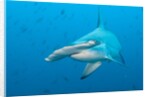 Scalloped hammerhead shark by Anonymous