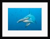 Scalloped hammerhead shark by Anonymous