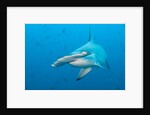 Scalloped hammerhead shark by Anonymous
