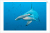 Scalloped hammerhead shark by Anonymous