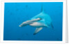 Scalloped hammerhead shark by Anonymous