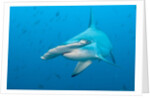 Scalloped hammerhead shark by Anonymous