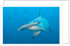 Scalloped hammerhead shark by Anonymous
