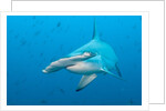 Scalloped hammerhead shark by Anonymous