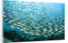 School of Black-Striped Salema by Anonymous
