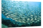 School of Black-Striped Salema by Anonymous