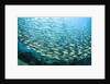 School of Black-Striped Salema by Anonymous