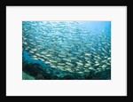 School of Black-Striped Salema by Anonymous