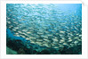 School of Black-Striped Salema by Anonymous