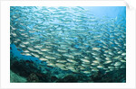 School of Black-Striped Salema by Anonymous