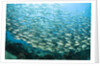 School of Black-Striped Salema by Anonymous