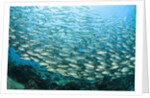School of Black-Striped Salema by Anonymous