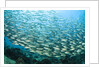 School of Black-Striped Salema by Anonymous