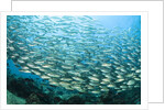 School of Black-Striped Salema by Anonymous