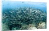 School of Black-Striped Salema by Anonymous