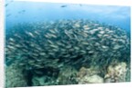 School of Black-Striped Salema by Anonymous