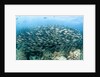 School of Black-Striped Salema by Anonymous