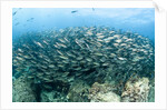 School of Black-Striped Salema by Anonymous